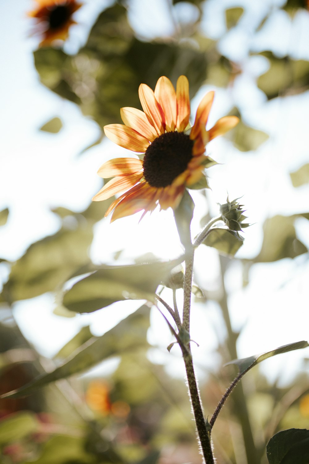 yellow and black sunflower in bloom during daytime