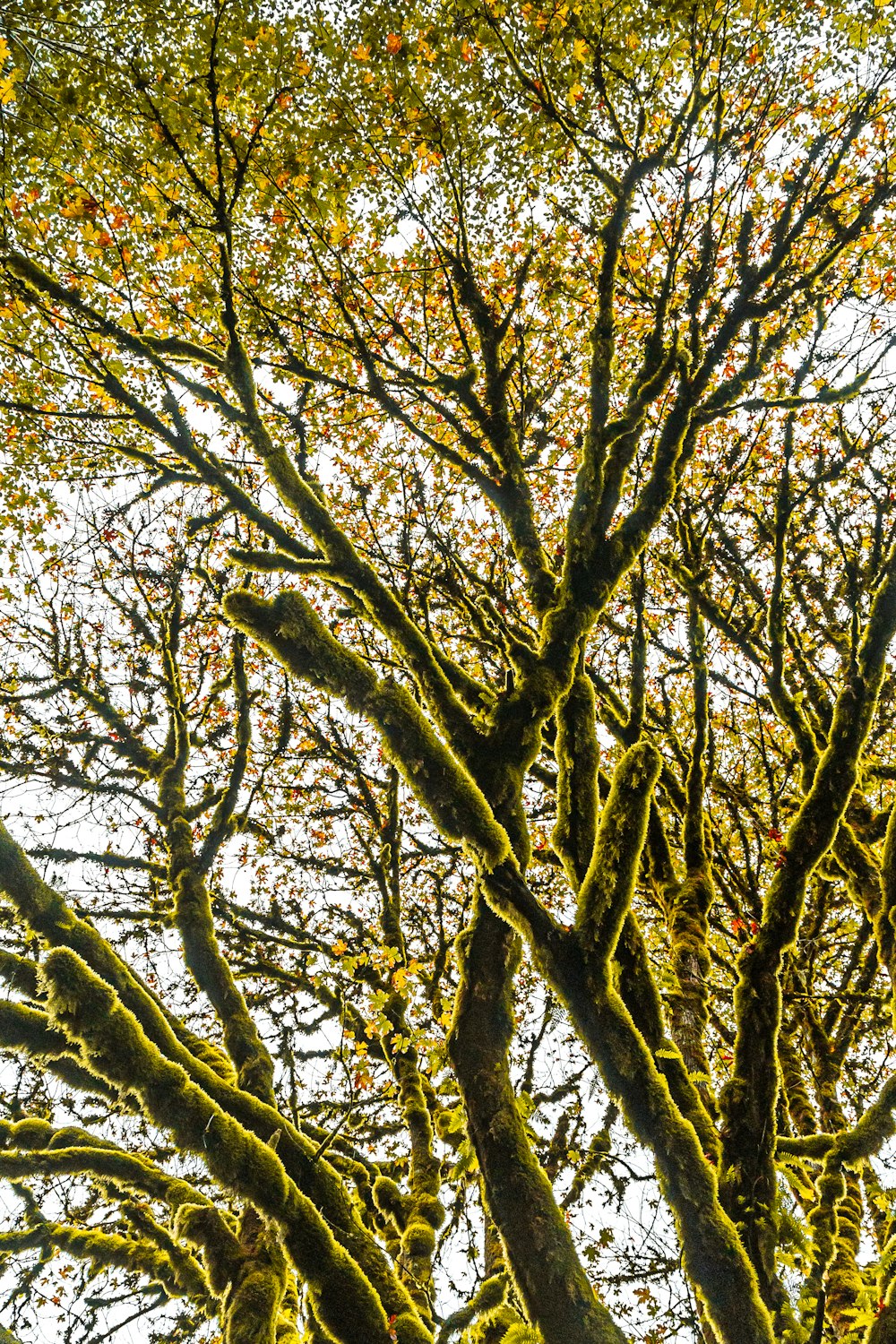 albero marrone con foglie gialle
