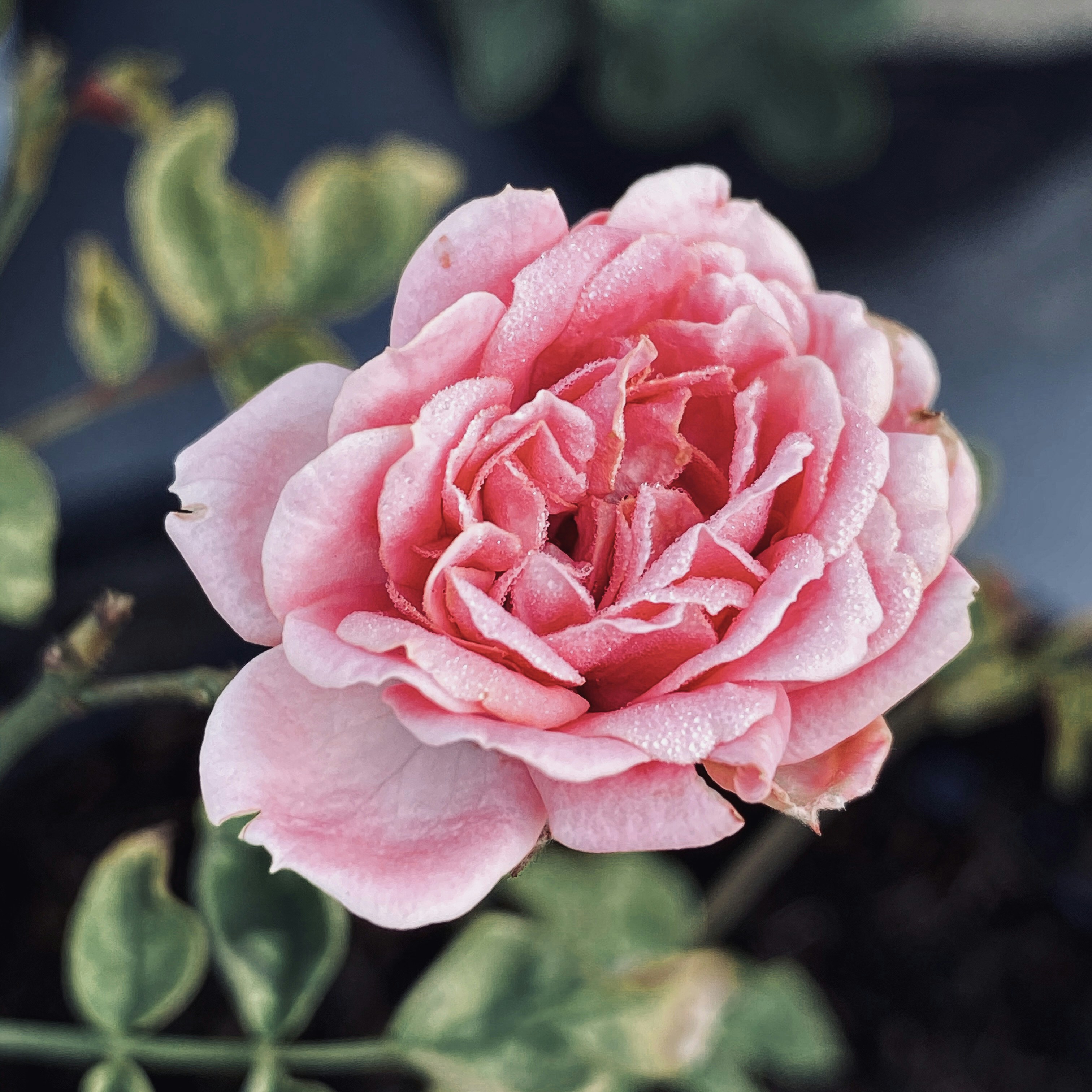 Rosa rosada en flor durante el día