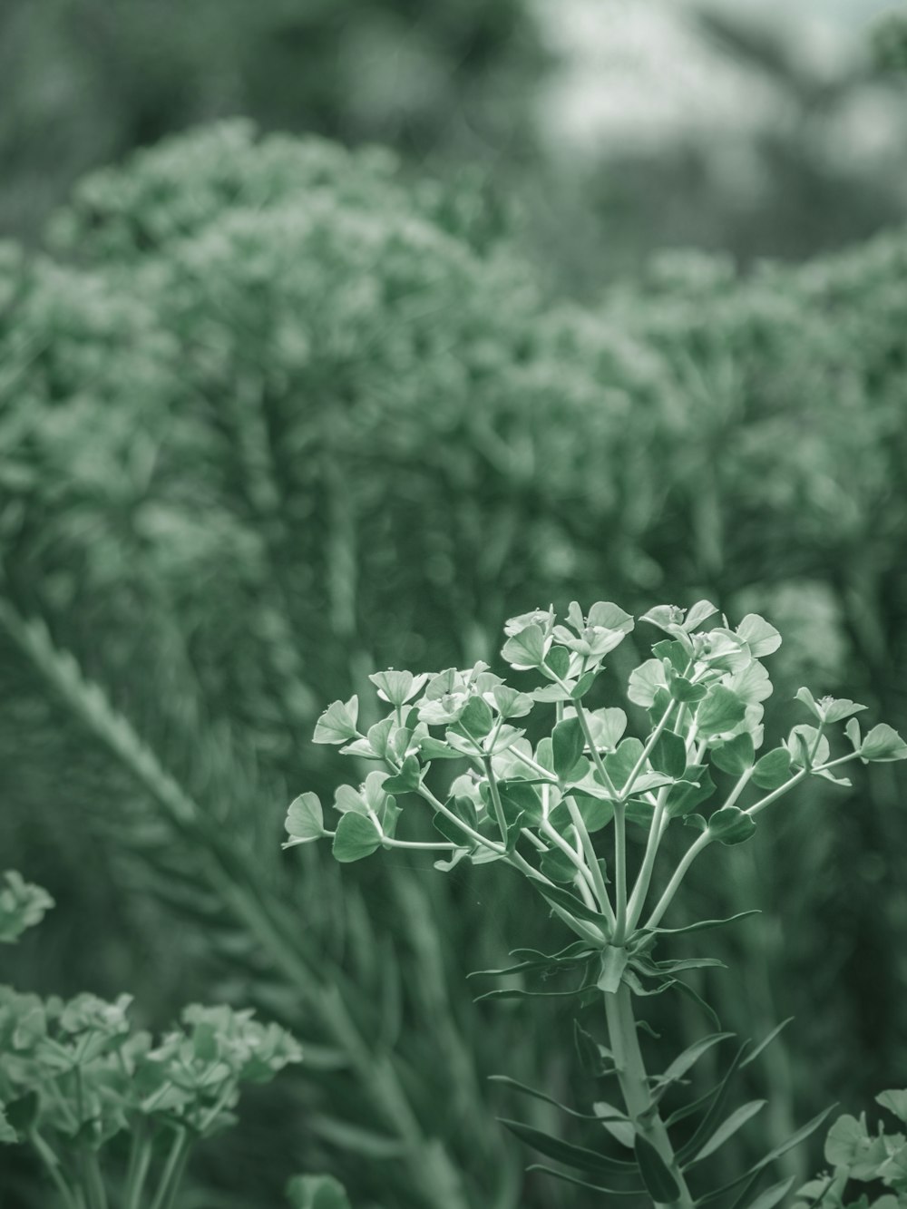 white flowers in tilt shift lens