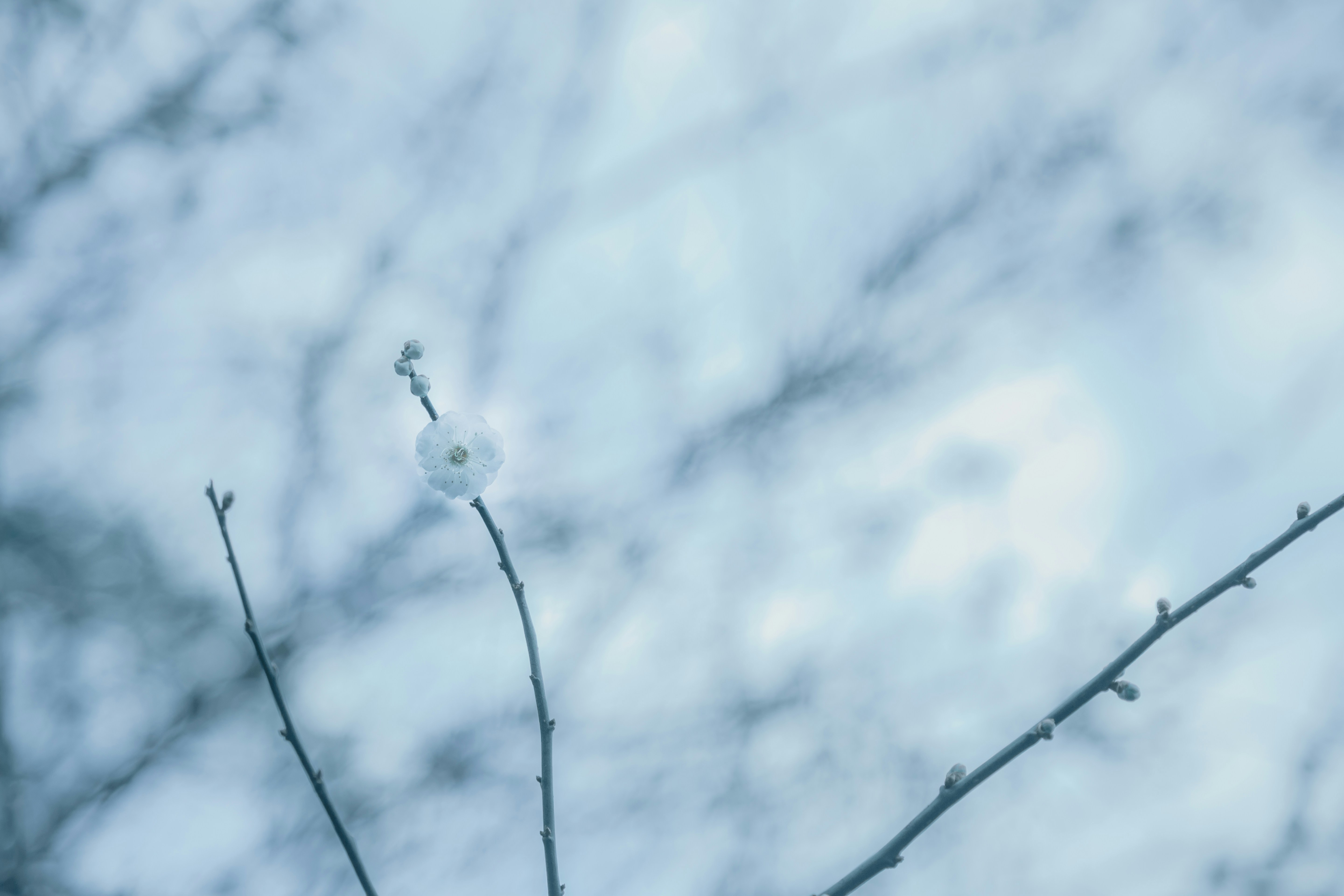 Photo by arctic_chaos