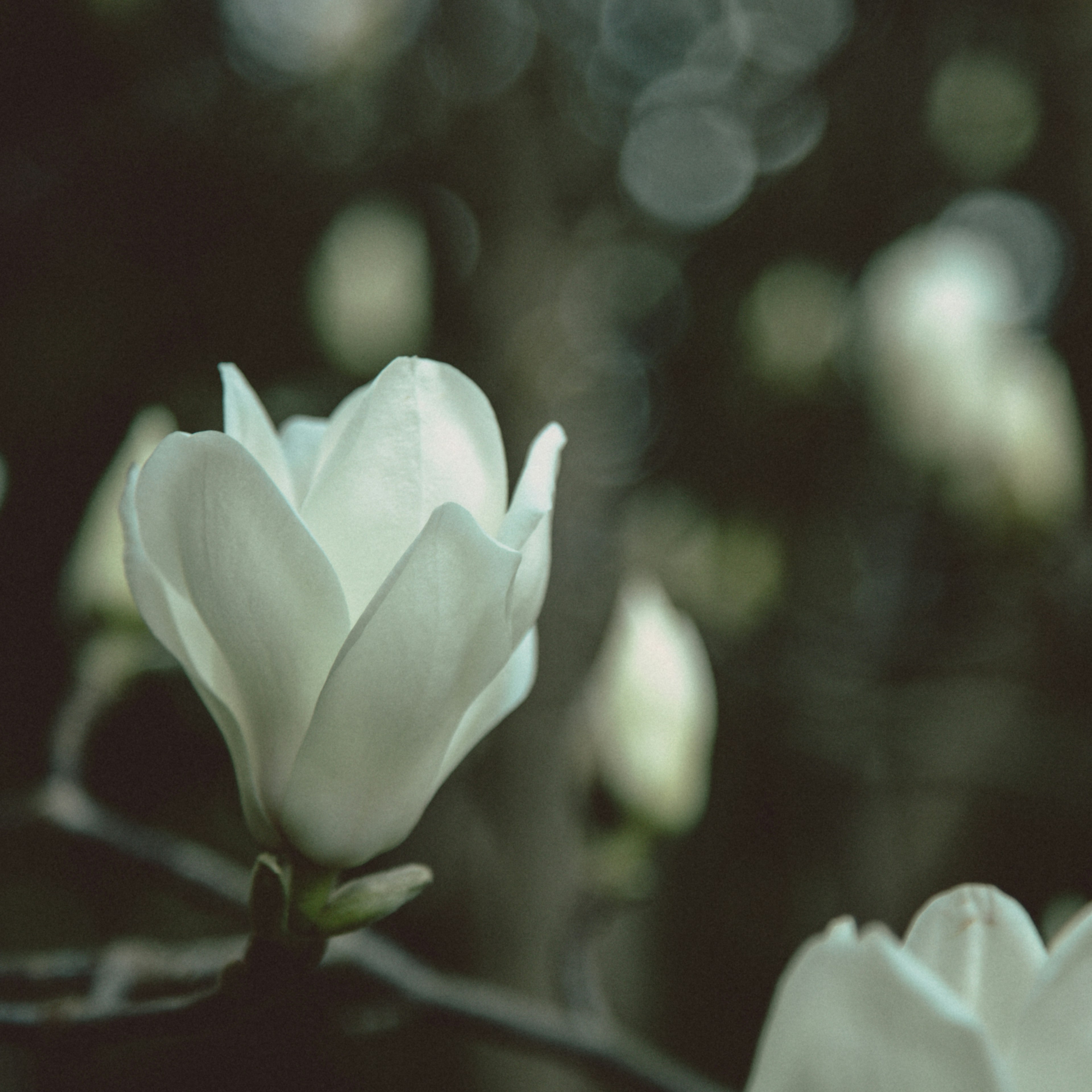 Photo by arctic_chaos