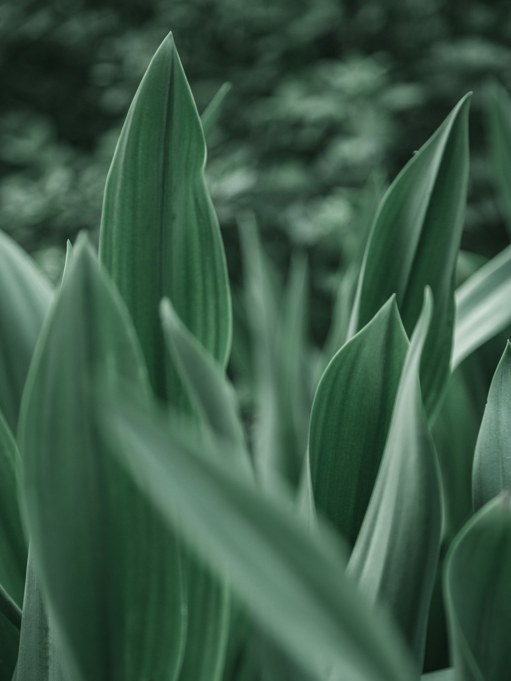 green plant in close up photography