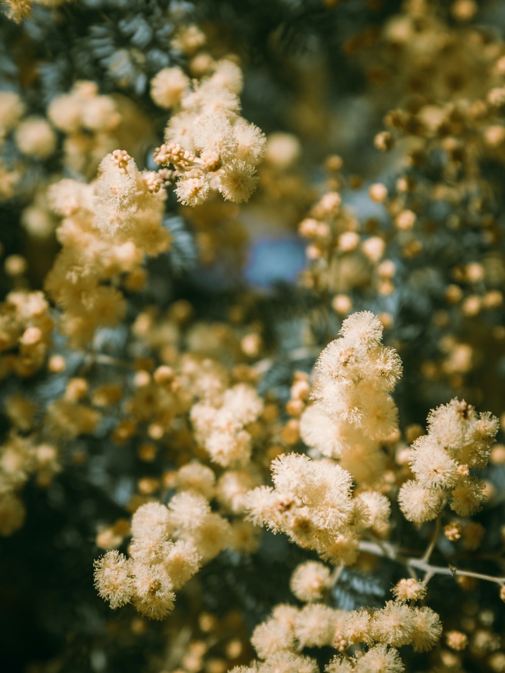 white flower in tilt shift lens