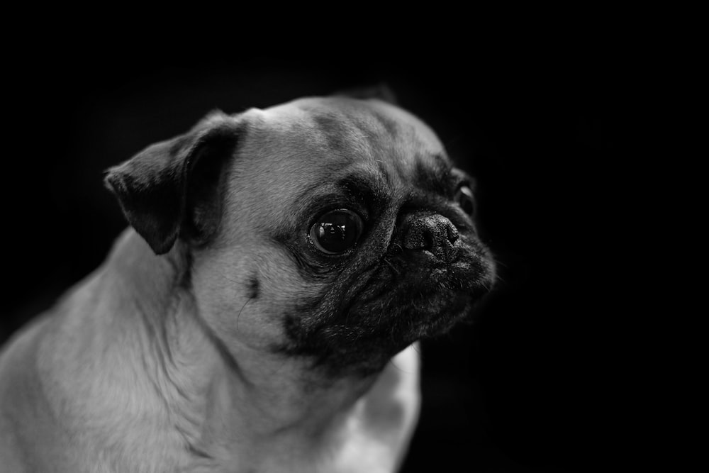 grayscale photo of pug looking up
