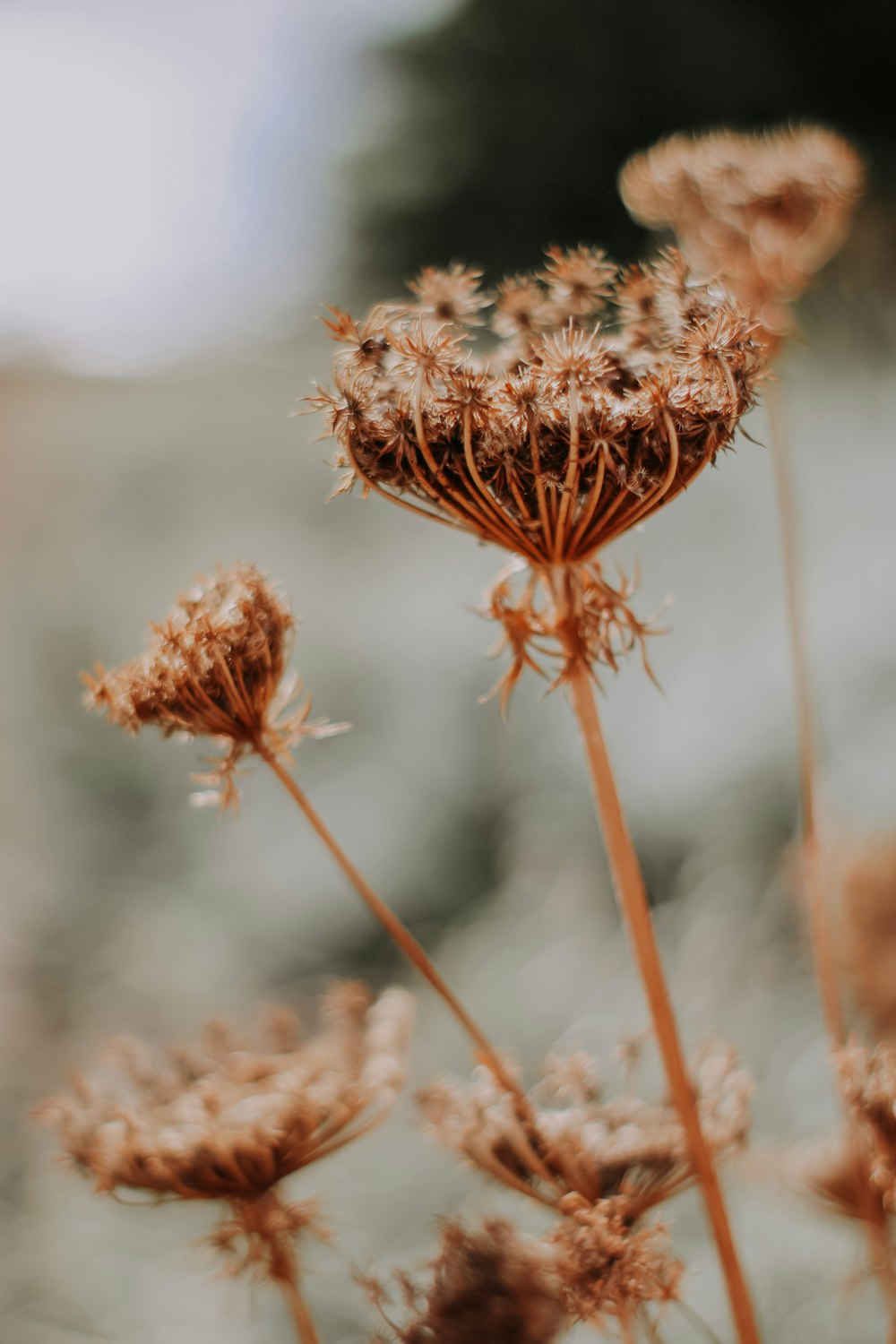 brown flower in tilt shift lens