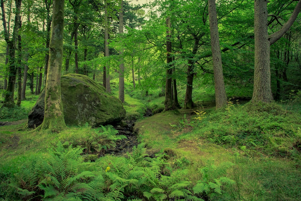 grünes Gras und Bäume tagsüber