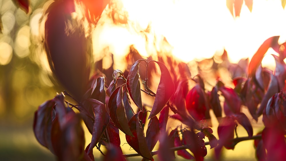 green and red plant during daytime