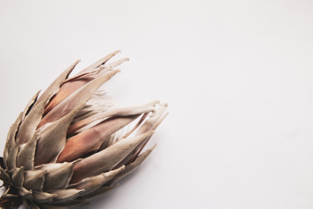 brown dried leaves on white surface