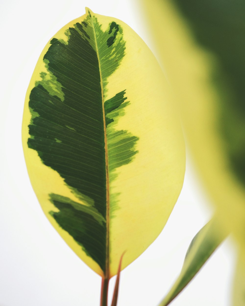 foglia gialla e verde con sfondo bianco