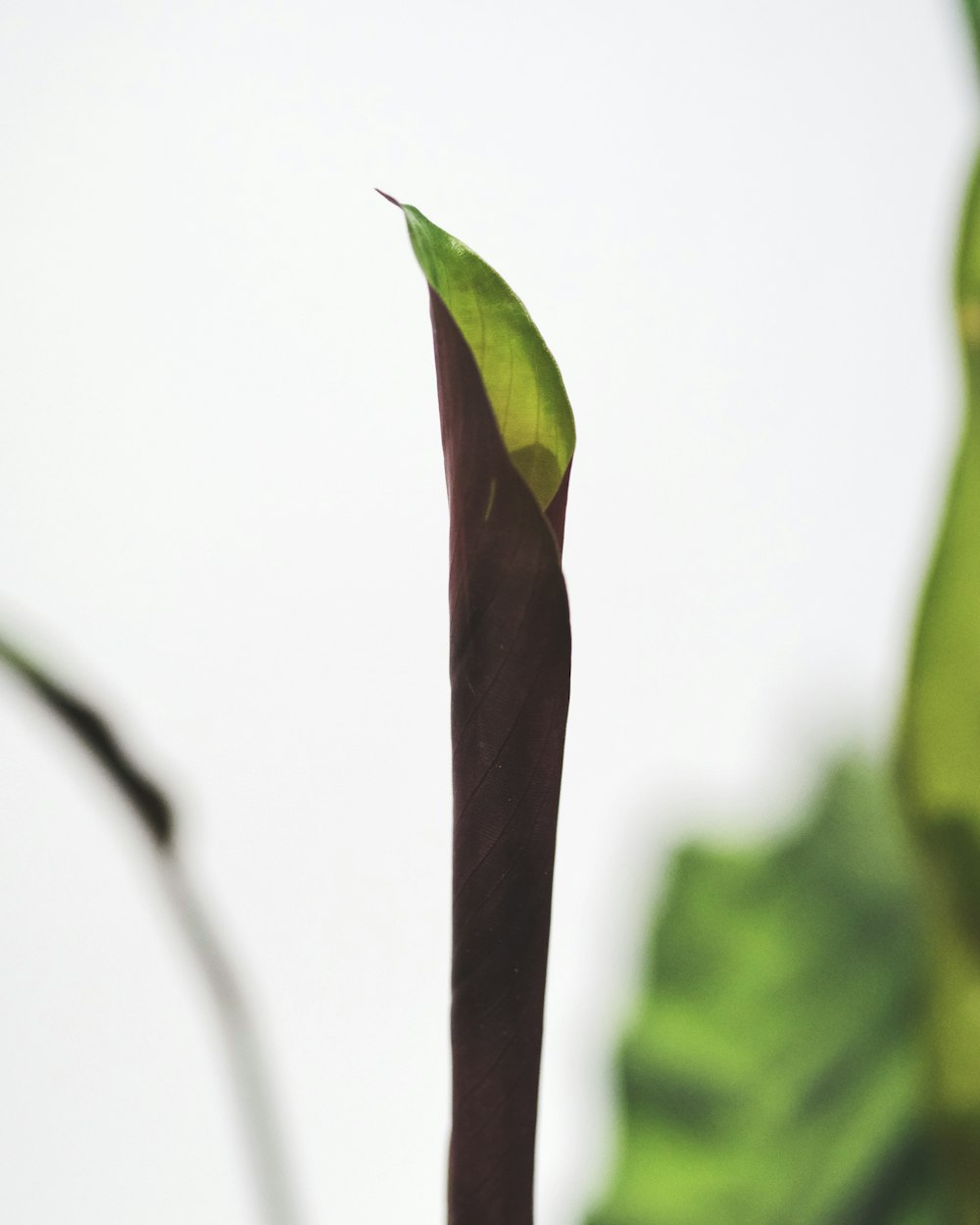 green leaf in close up photography