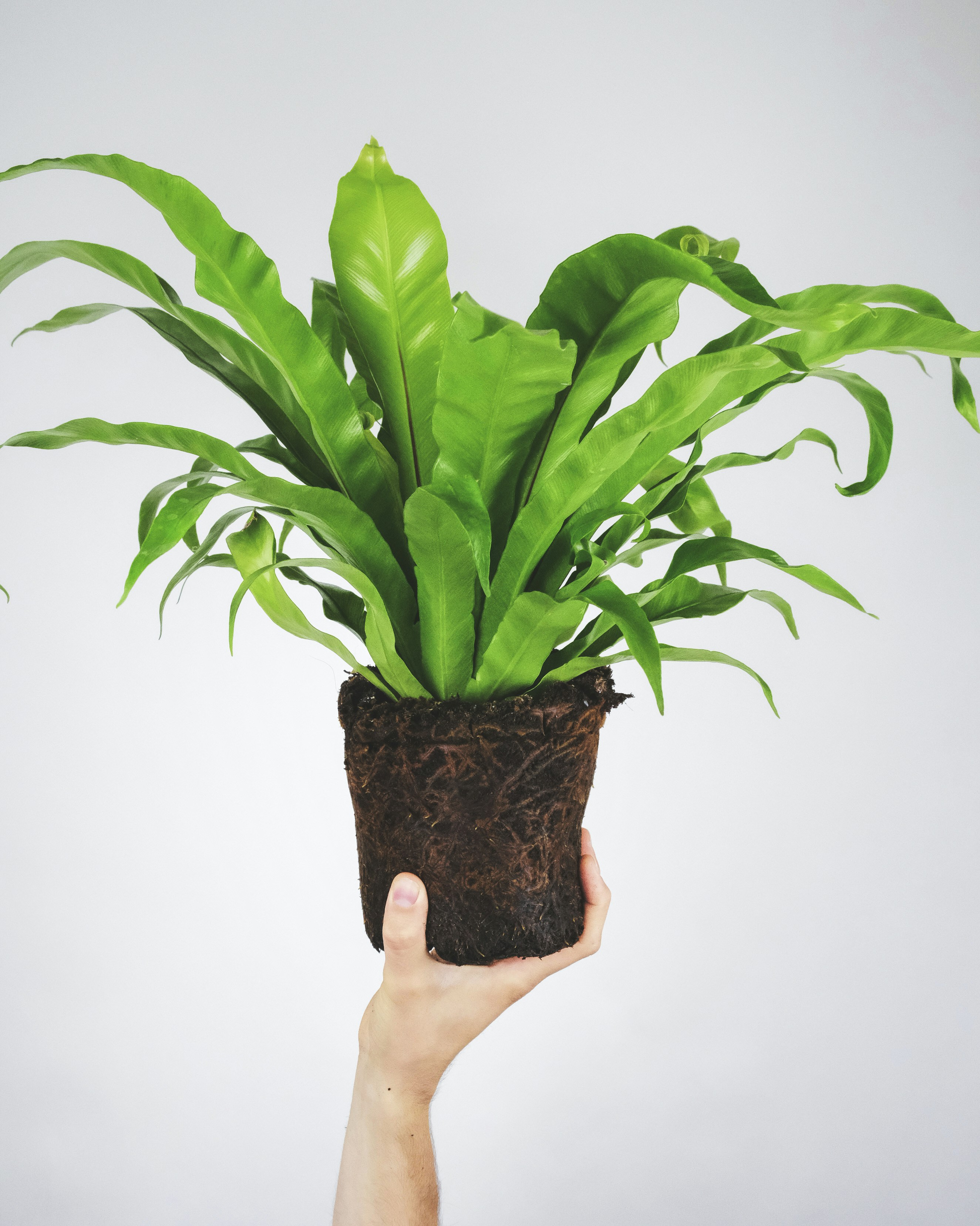 Photo by feeypflanzen