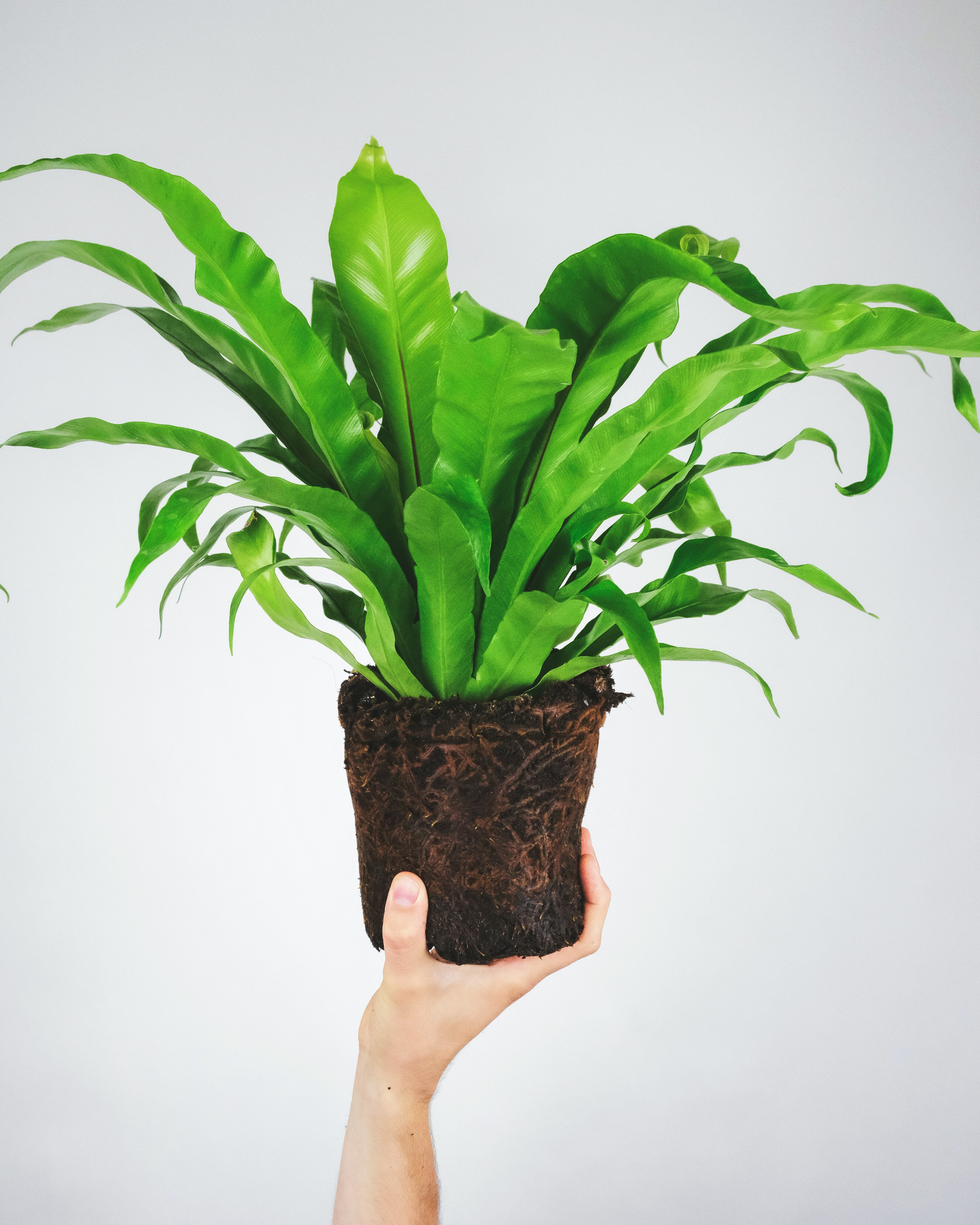 green plant on brown clay pot