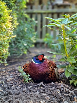 A pheasant with vibrant plumage featuring shades of red, blue, and brown is resting on the ground amidst a garden setting. Surrounding it are various green plants and shrubs, with a wooden fence in the blurred background.