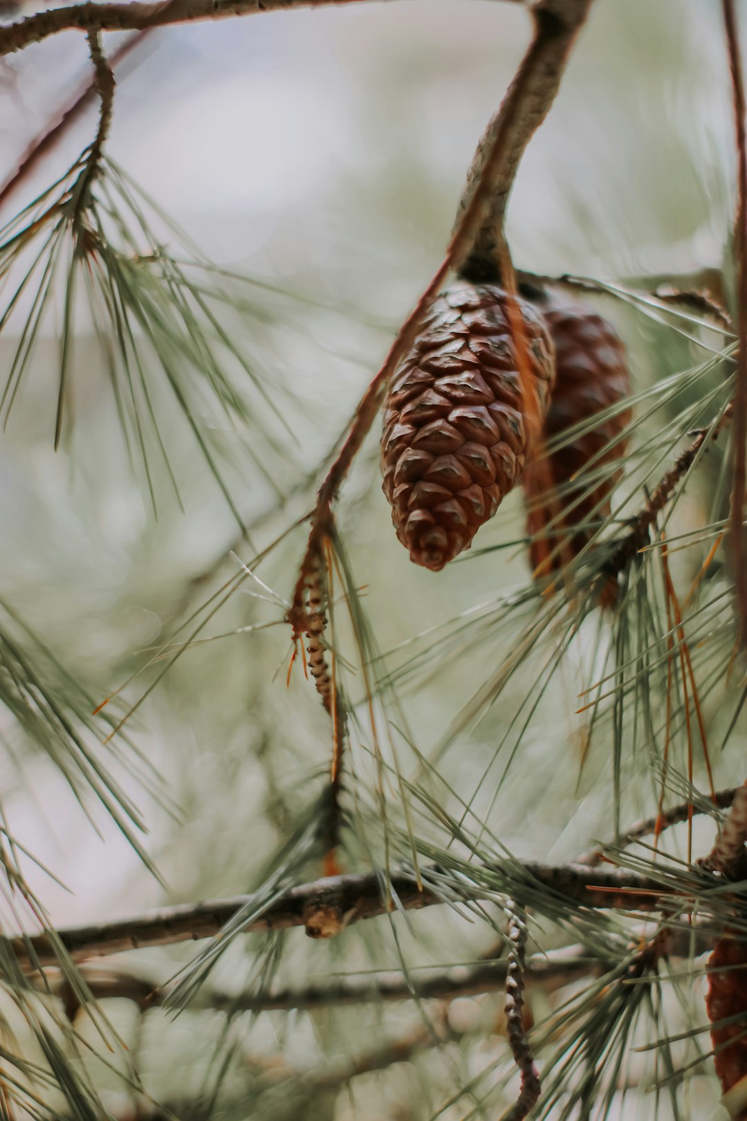 brown plant in close up photography