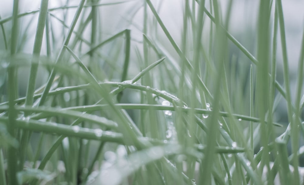 green grass in close up photography