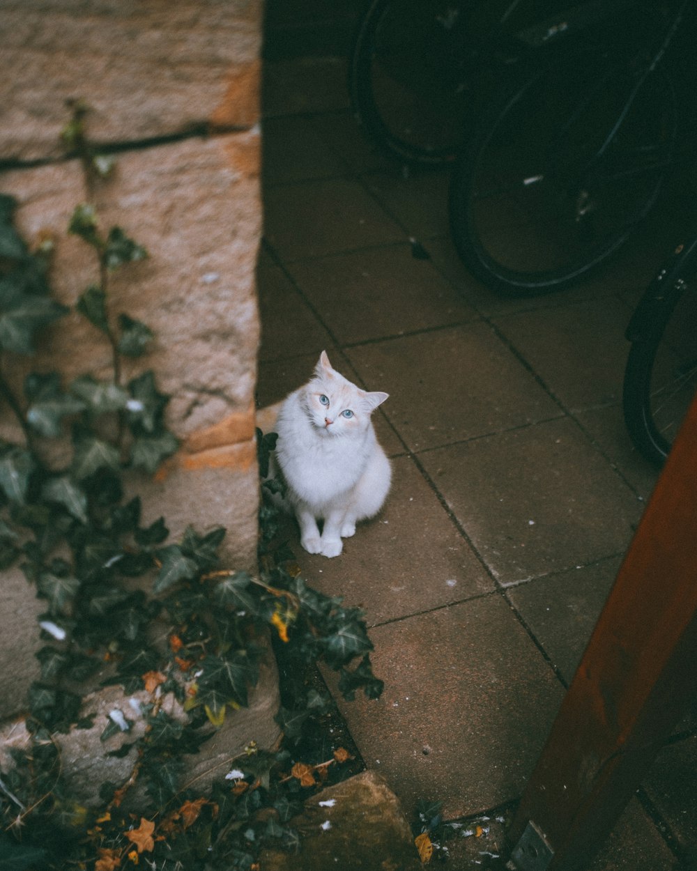 gato blanco sobre baldosas marrones
