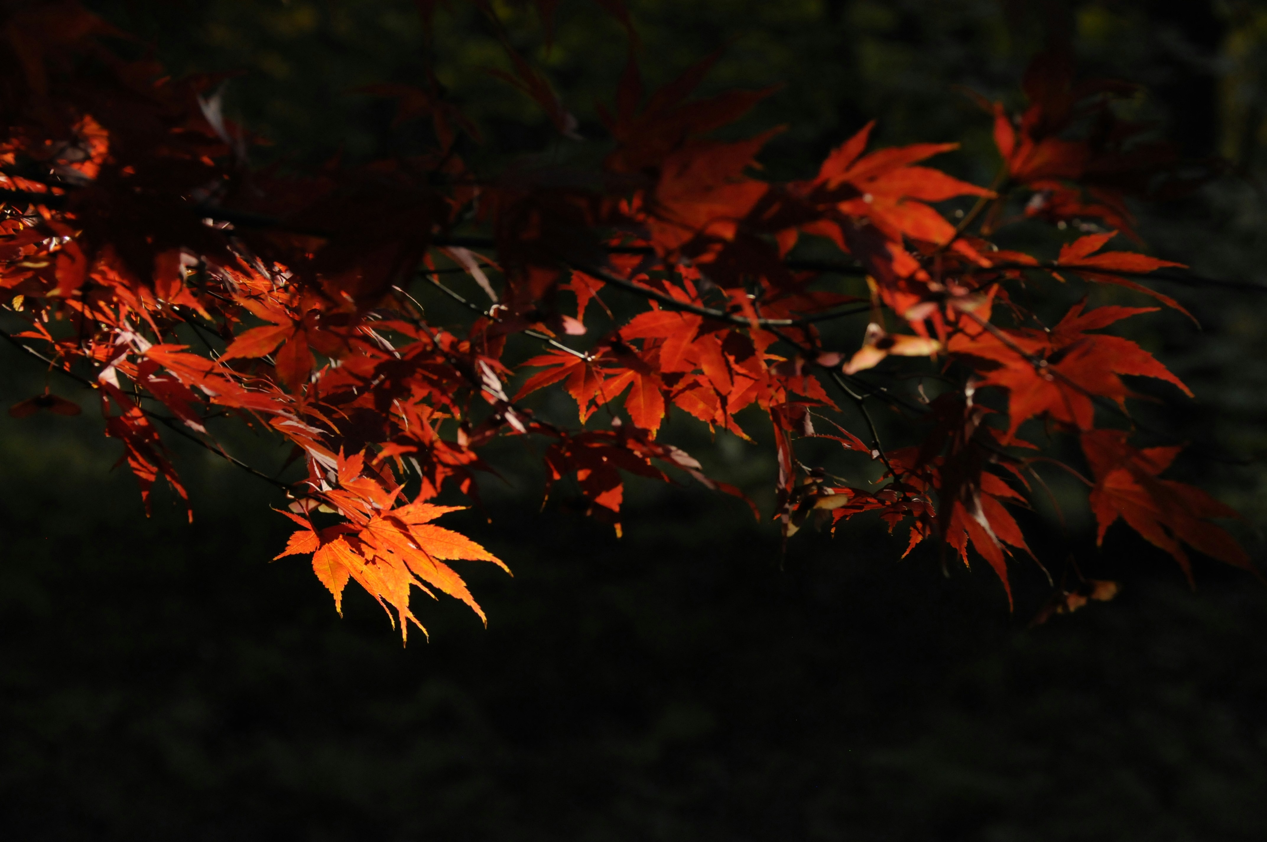 Photo by joanna_apanowicz