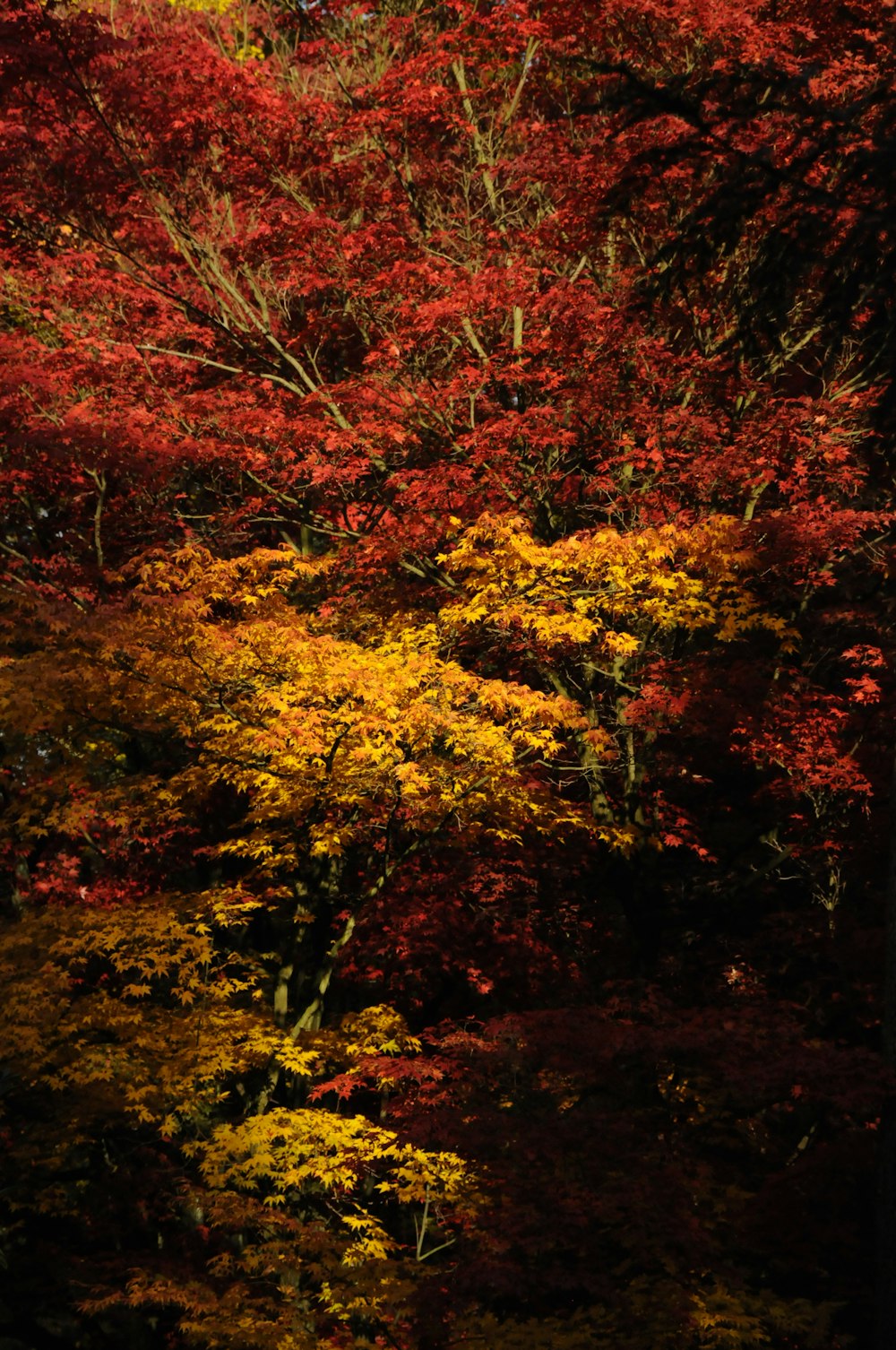 foglie rosse e gialle sul terreno