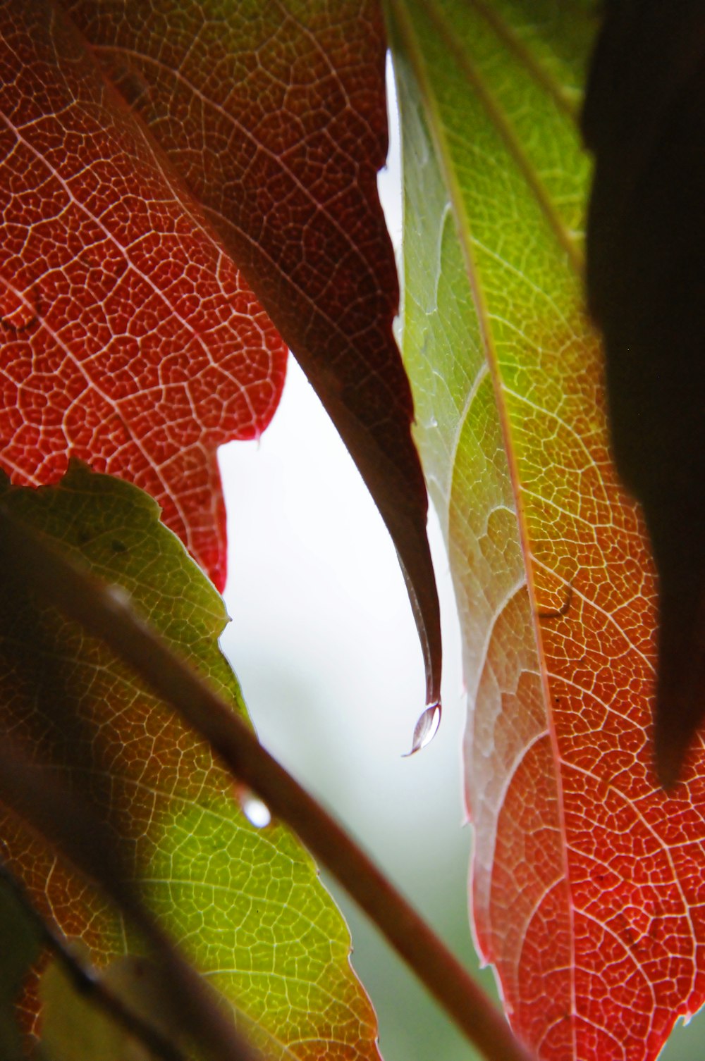 red leaf with water droplets