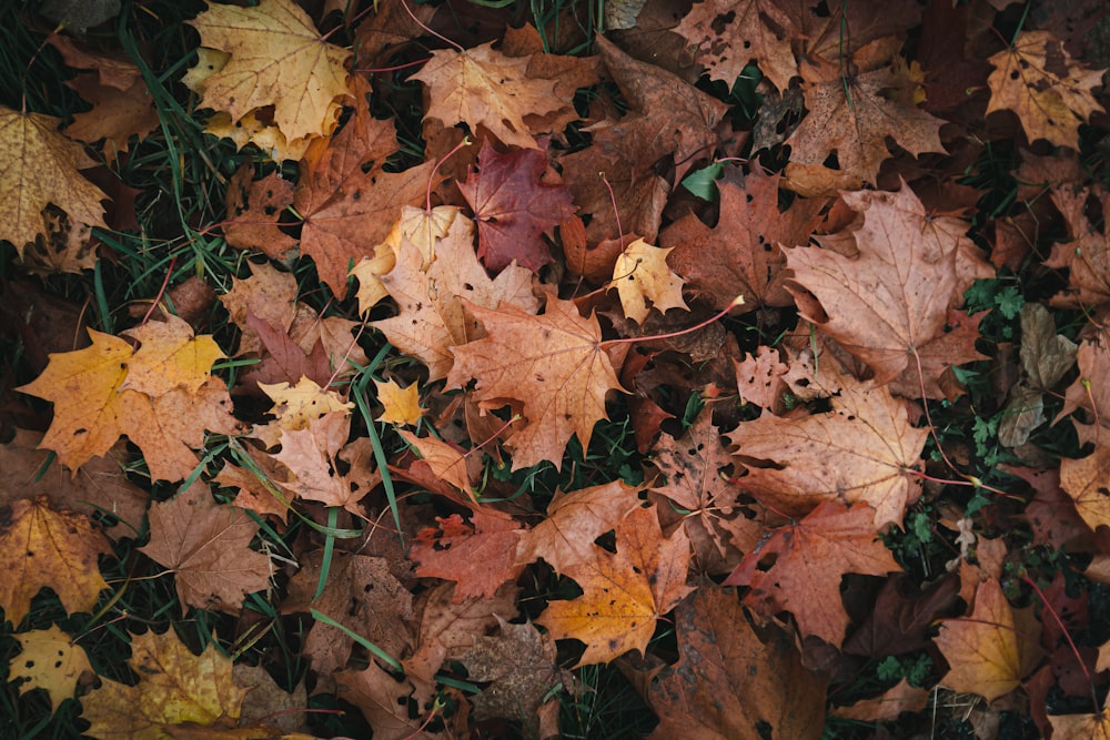 brown dried leaves on ground