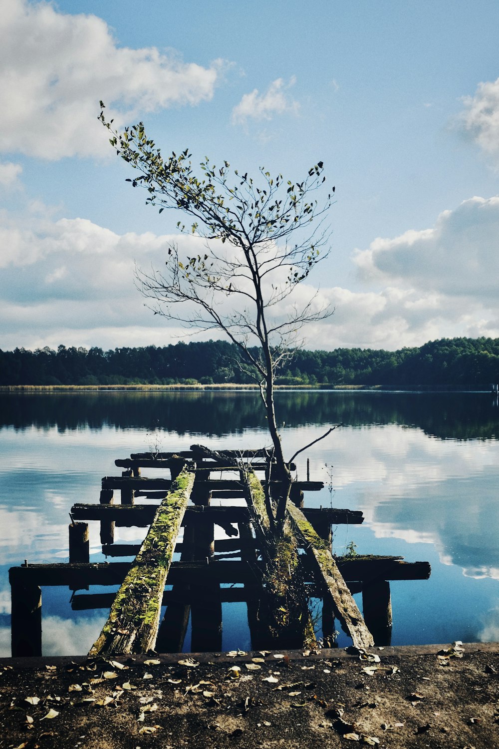 brown wooden bench near body of water during daytime