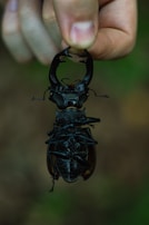 Hands gently holding a small beetle against a blurred background.