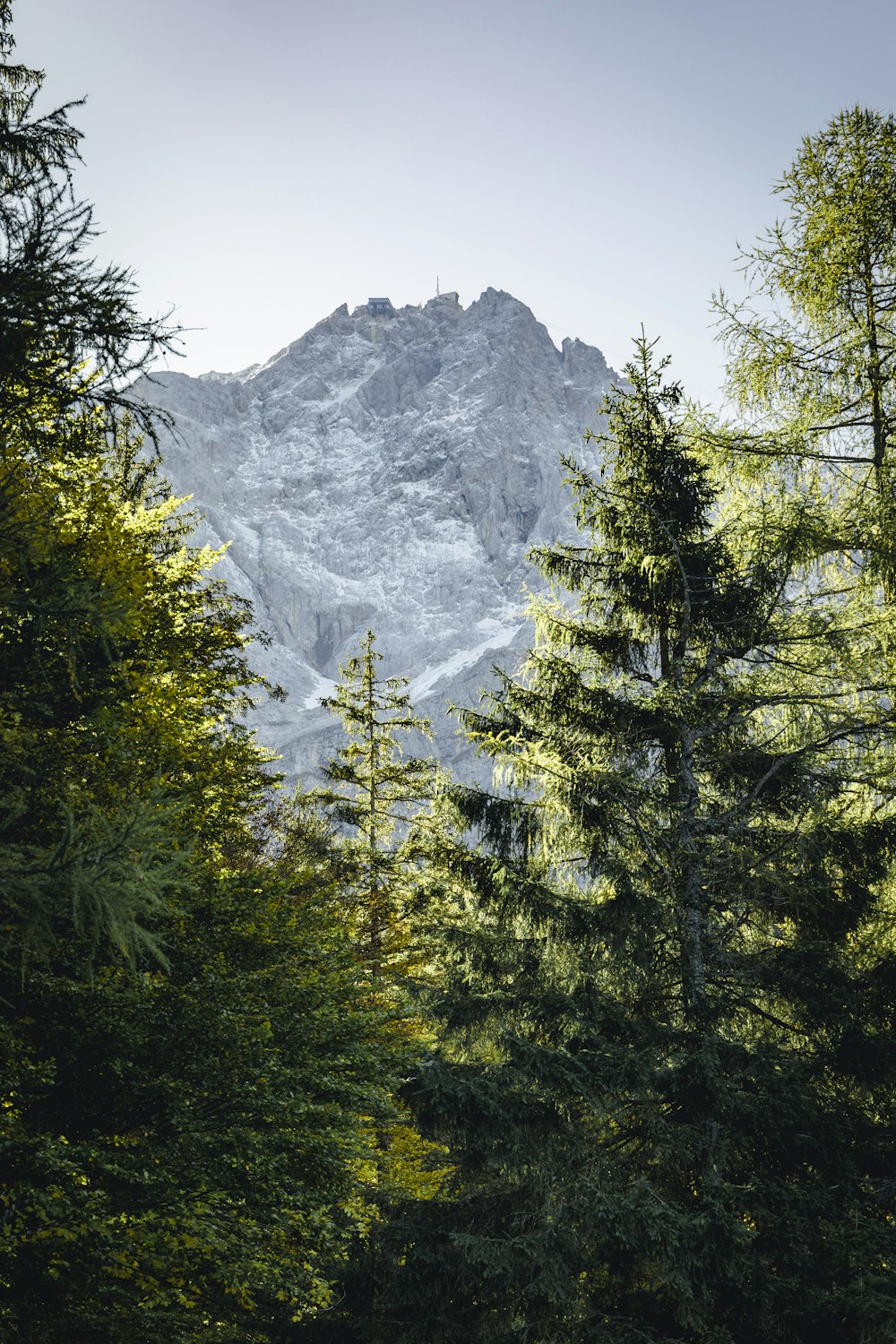 昼間の山の近くの緑の木々