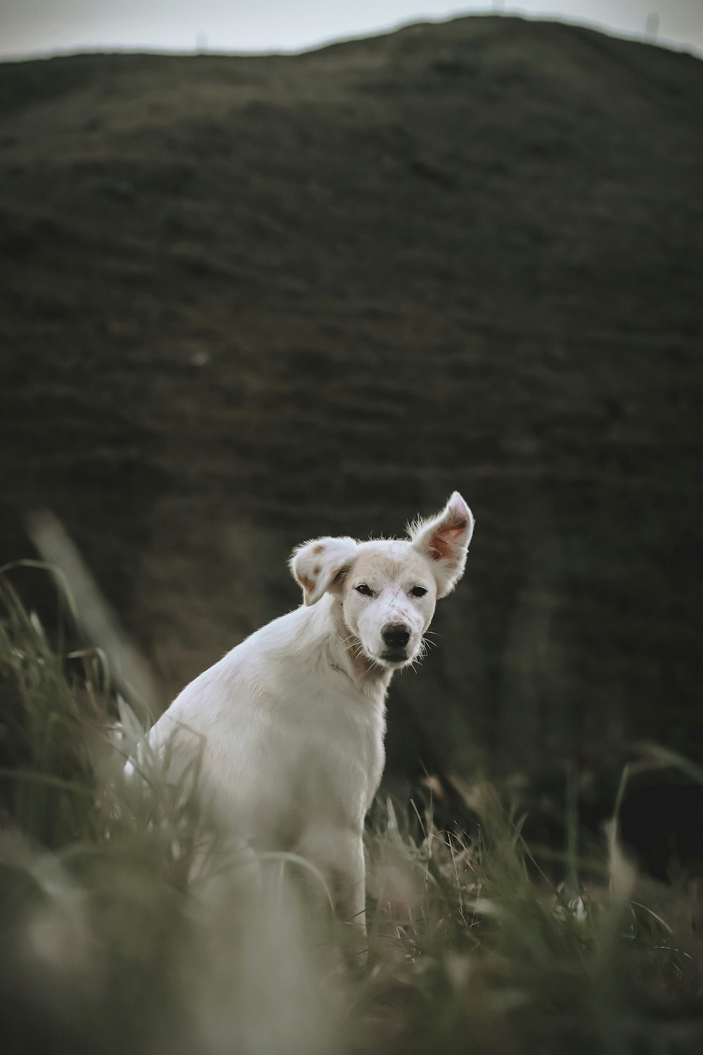 white short coated medium sized dog on green grass field during daytime