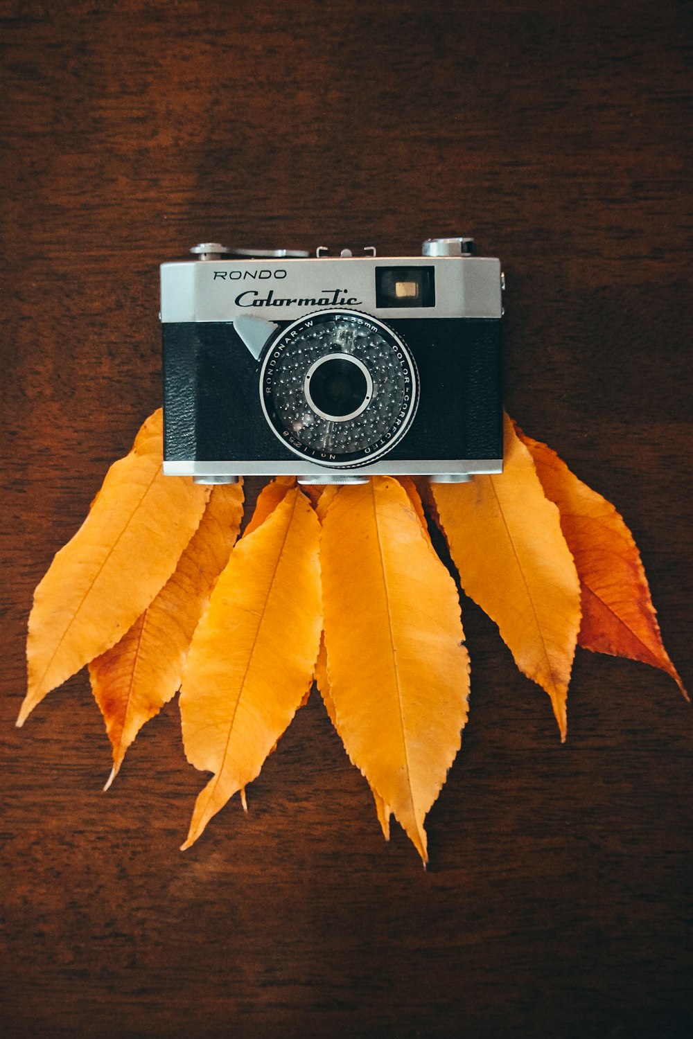 black and silver camera on brown leaves