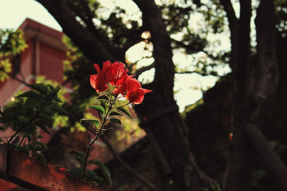 rosa roja en flor durante el día