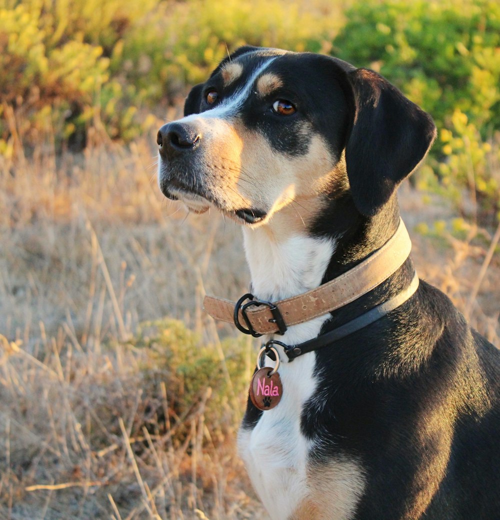 black and white short coated dog on brown grass field during daytime