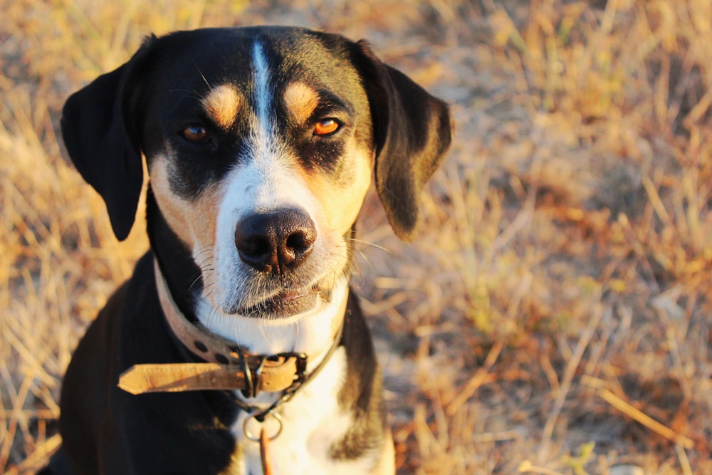 black and white short coated dog on brown grass field during daytime