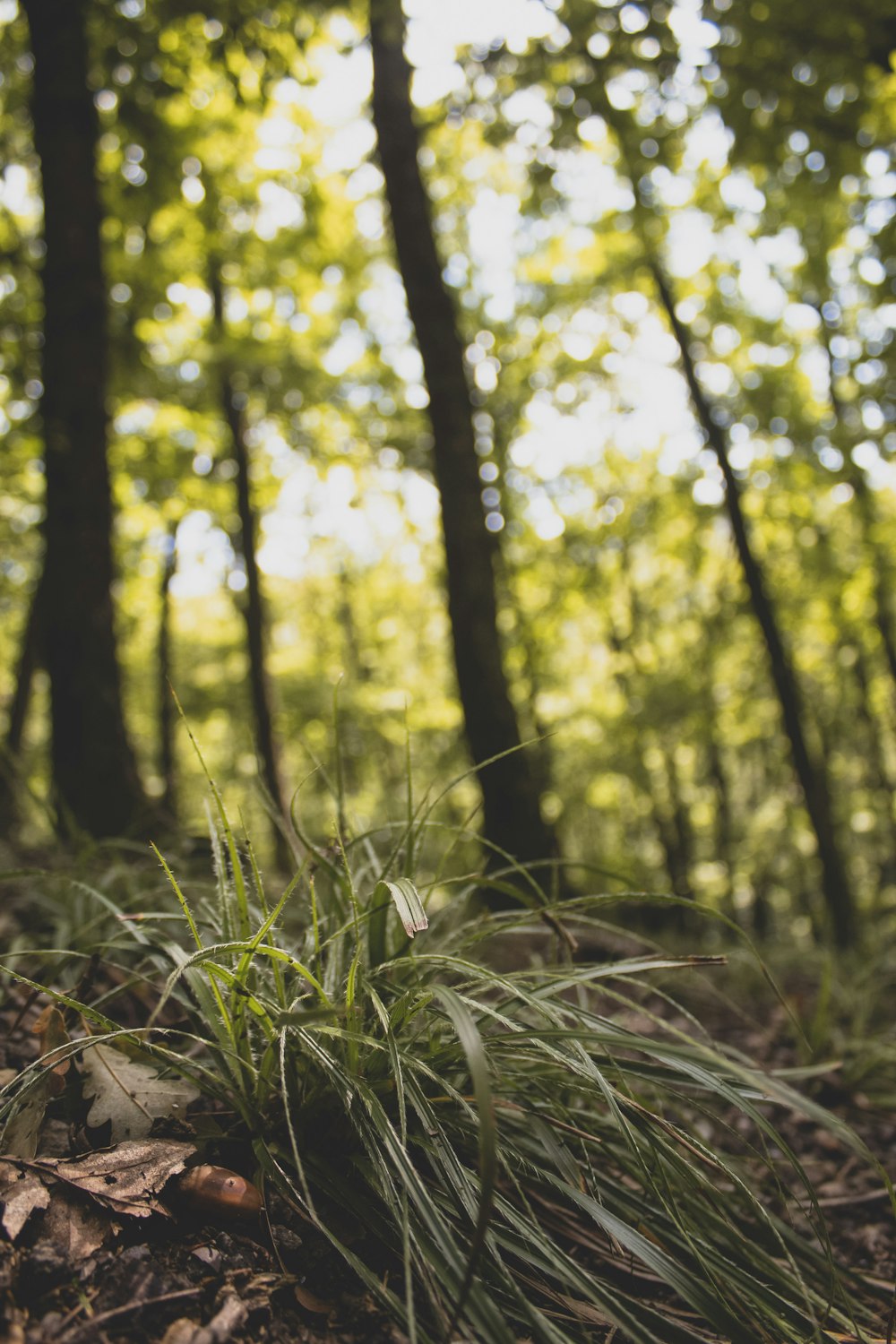 green grass in tilt shift lens