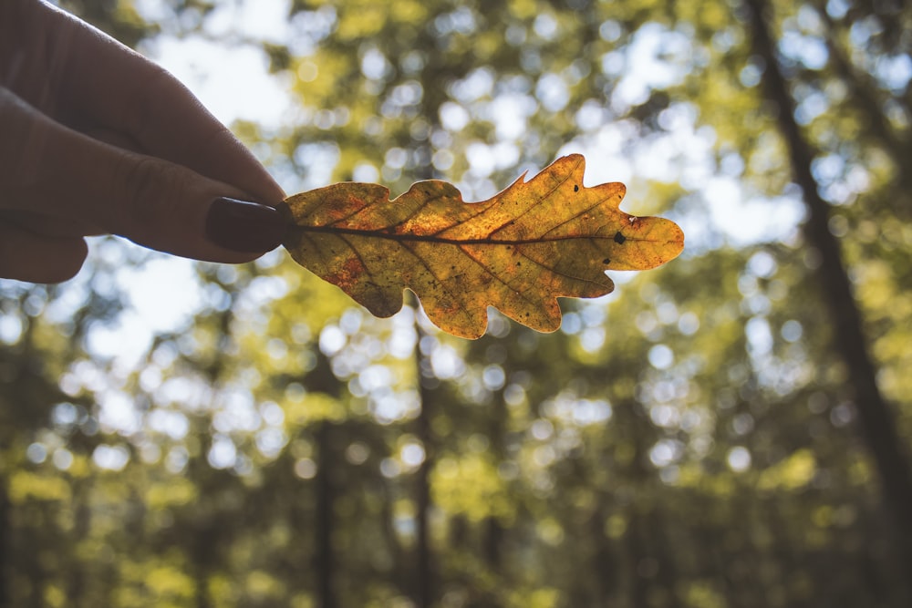 person holding brown maple leaf