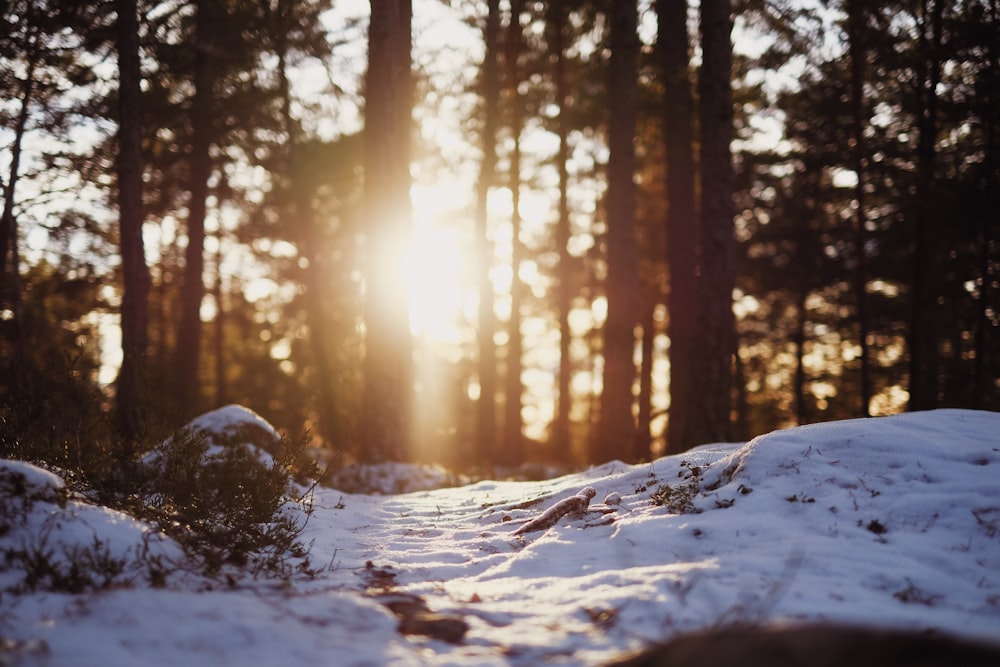 terreno e alberi innevati durante il giorno