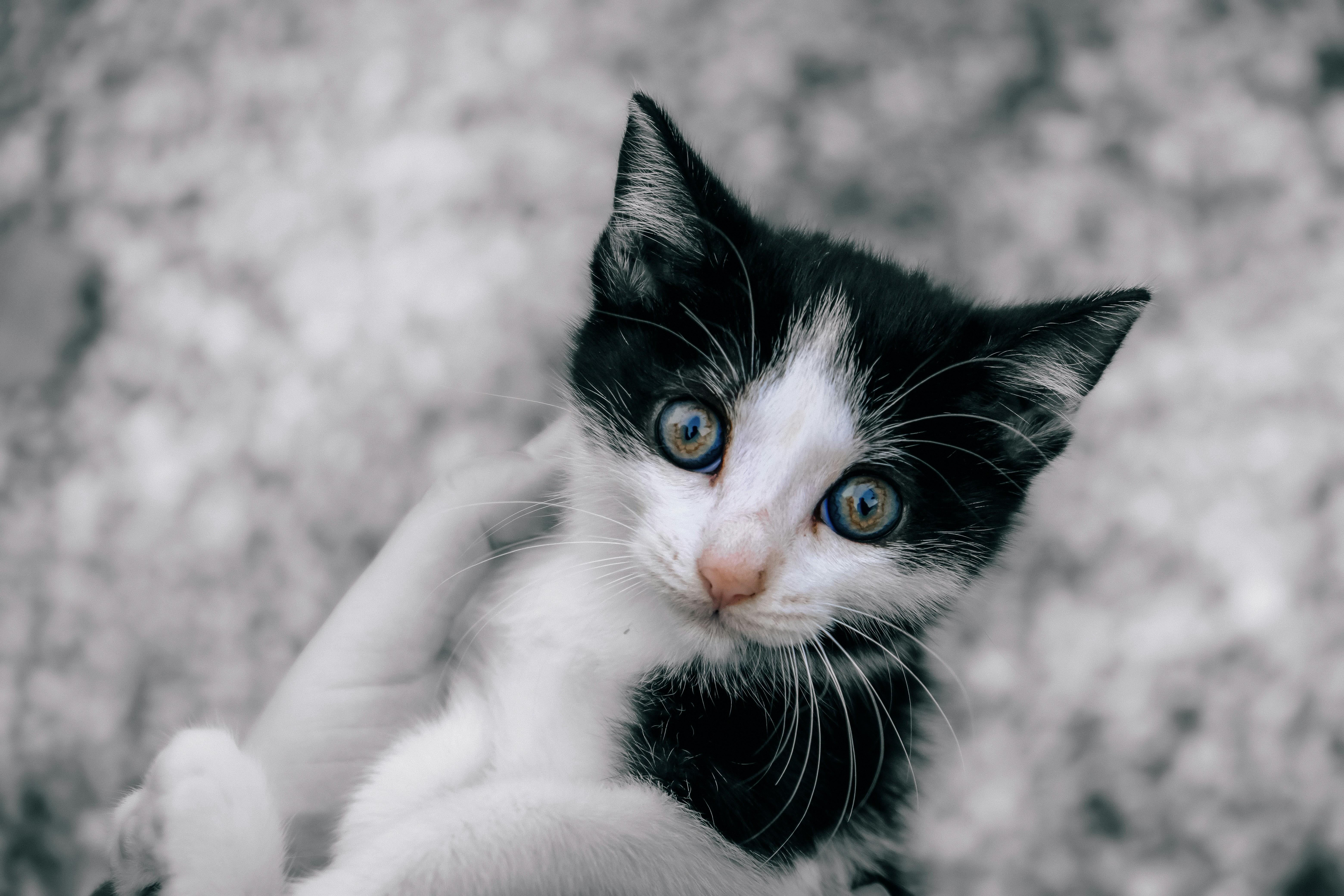 Photo by alessandrop