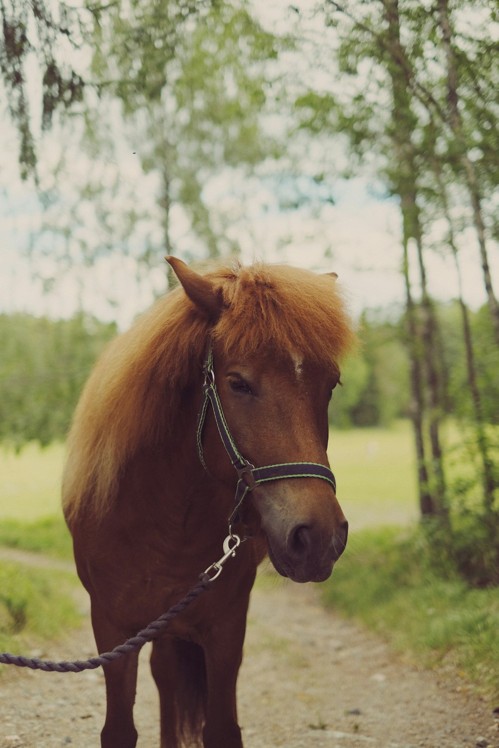 brown horse on green grass field during daytime