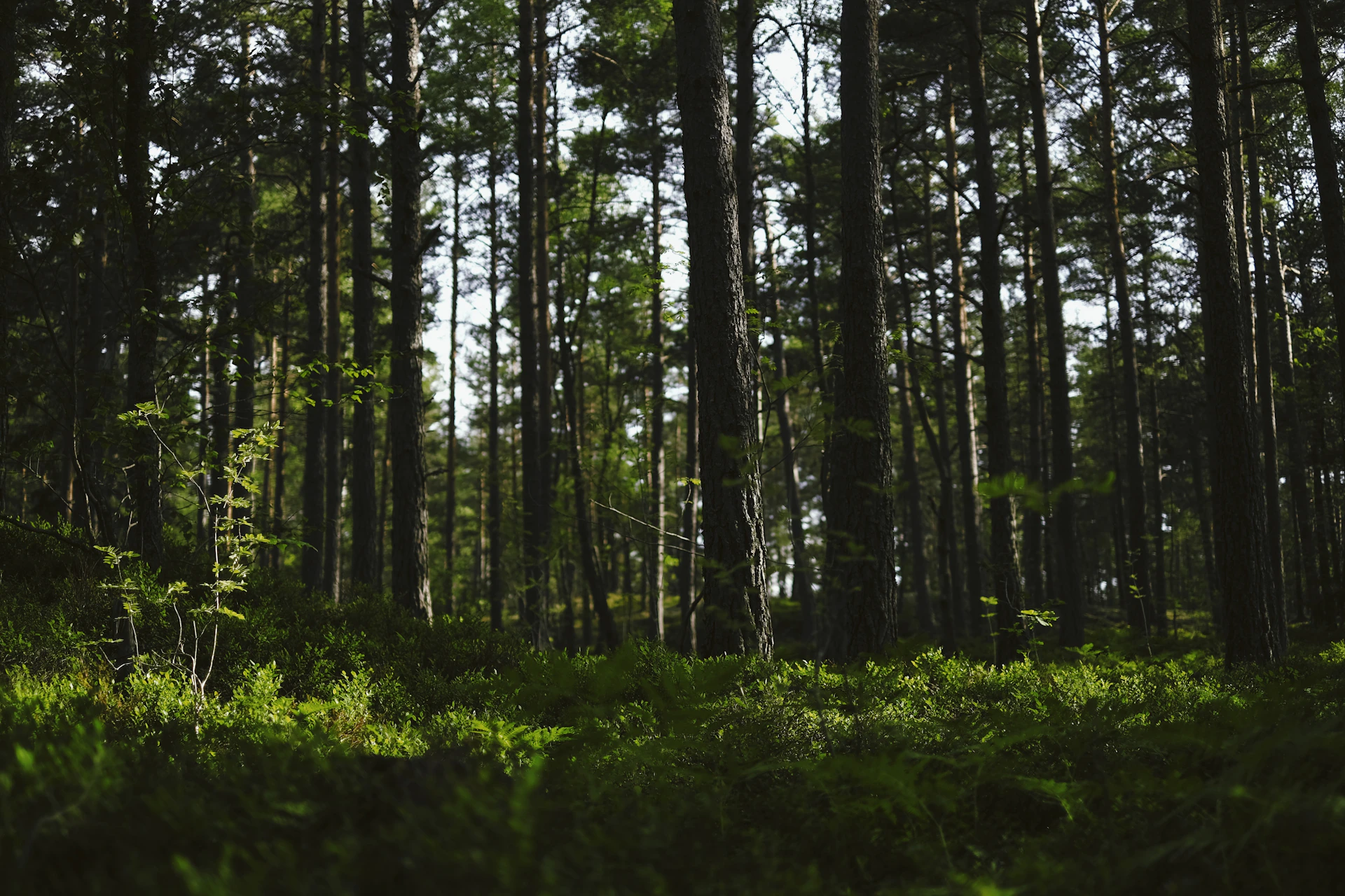green grass and trees during daytime