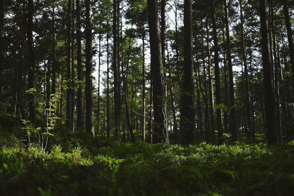 green grass and trees during daytime