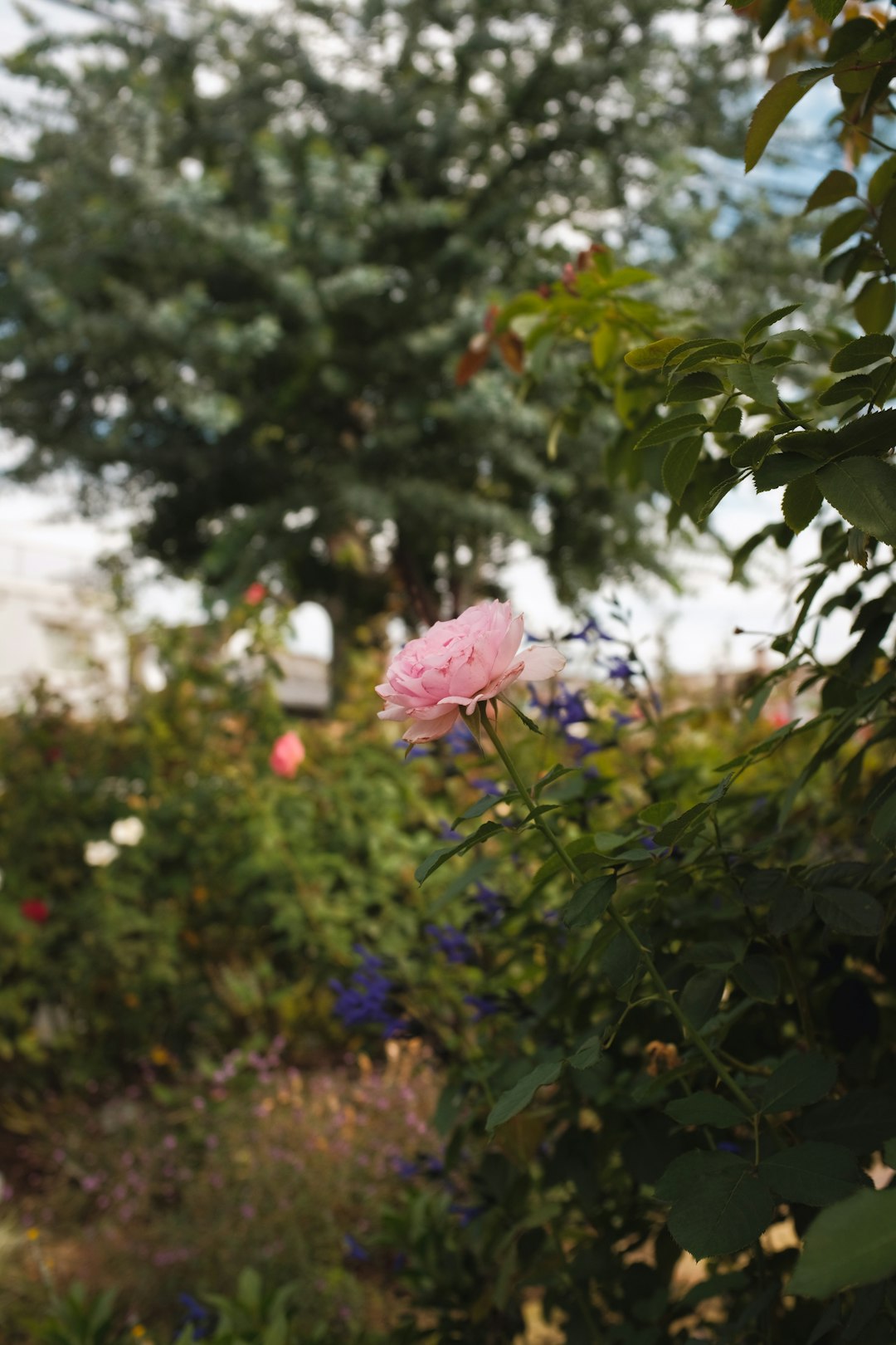 pink flower with green leaves