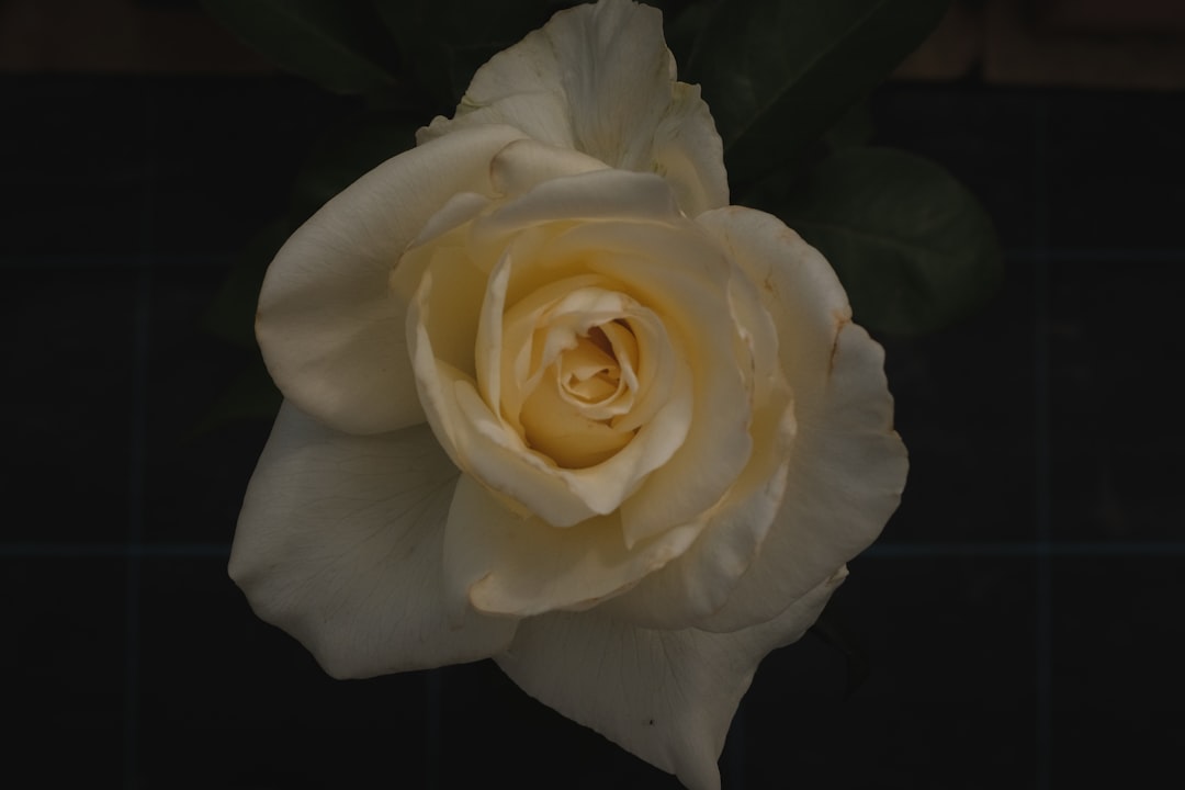 white rose in bloom close up photo