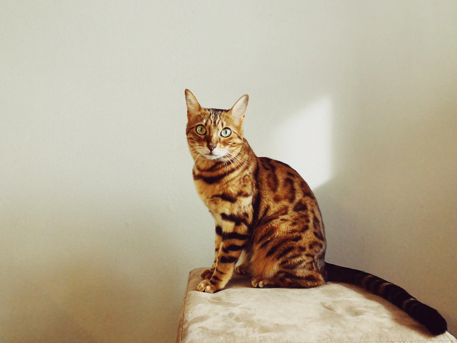 Brown spotted Bengal cat showing rosette markings, photo by Igor Karimov on Unsplash