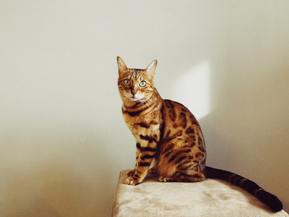 brown tabby cat on white textile