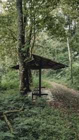 A tranquil forest scene with lush greenery and a pathway leading into the dense woods. A simple wooden bench under a shelter is situated beside a tall tree, providing a resting spot amidst the serene natural environment.
