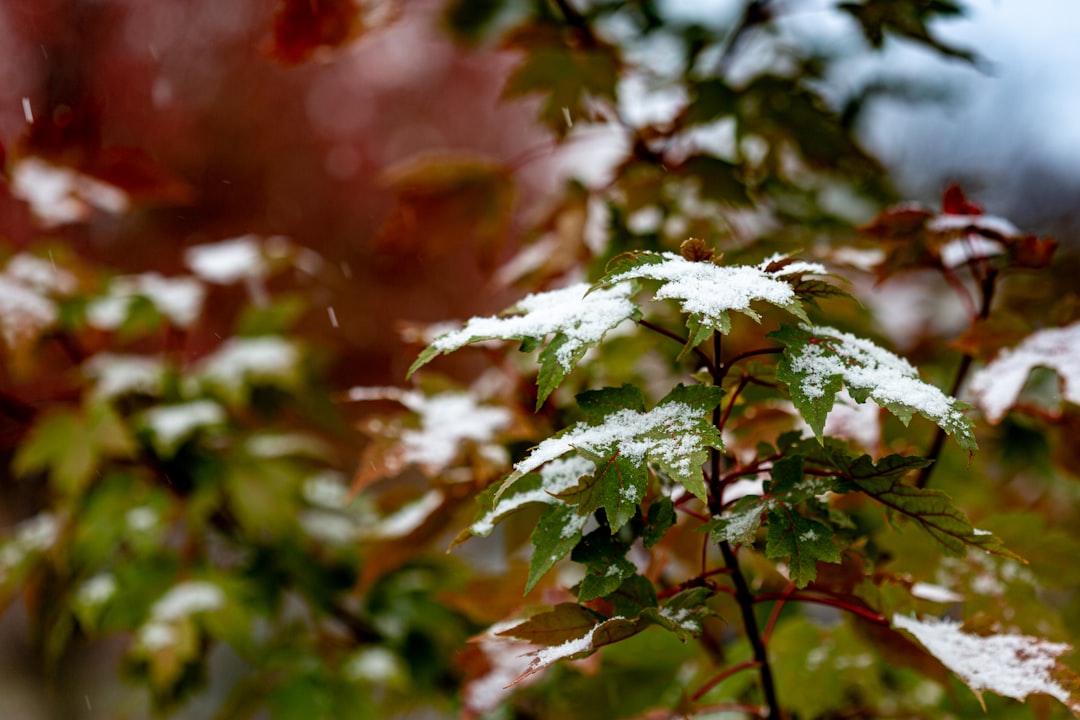 green leaves in tilt shift lens