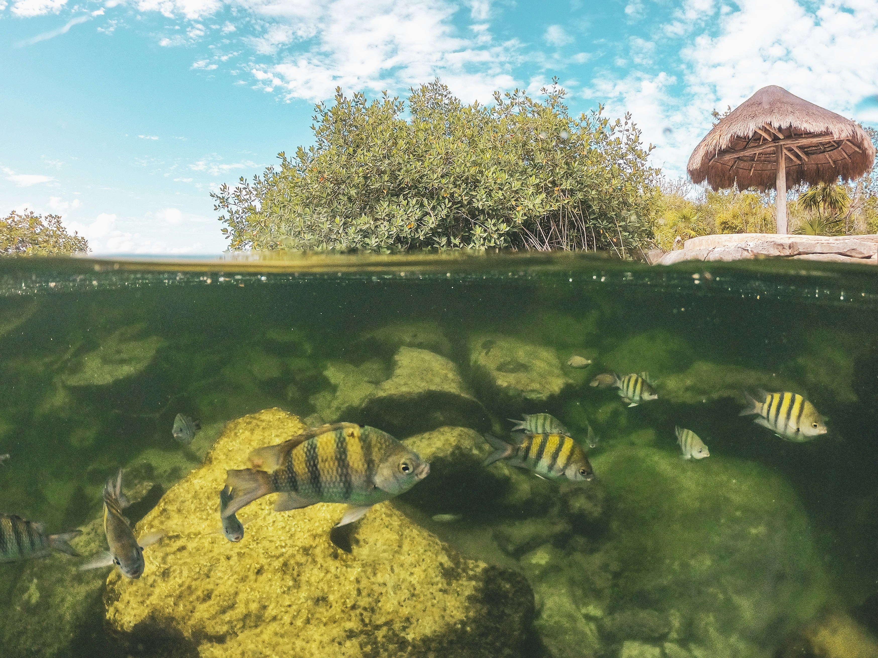 yellow and black fish on pond