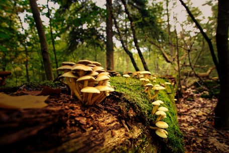 A cluster of mushrooms grows on a moss-covered log in a dense forest. The scene is filled with lush greenery and scattered fallen leaves, creating a natural and serene atmosphere.