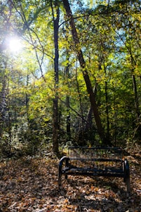 black metal bench surrounded by trees