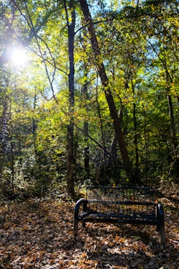 black metal bench surrounded by trees